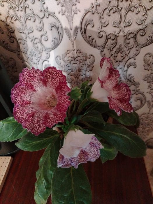 Продам цветок глаксиния