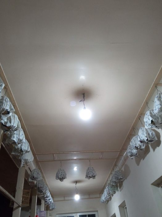 Ser sayroqi bedana sotiladi