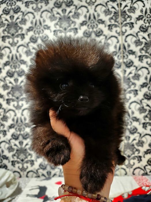 Черен померан момче