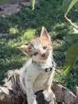 Motani spre adoptie