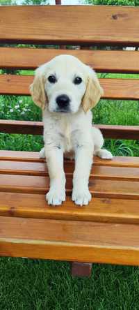 Pui Golden Retriever