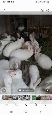 Продам кроликов 2хмесячных,  и1,5 месячных серые,белые,филадельфия
