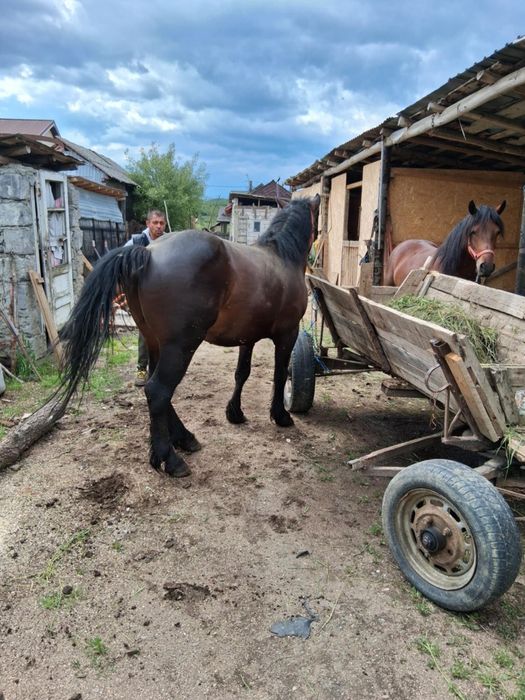 Iapă si cârlan de vânzare