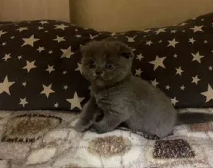 Шотландские котята