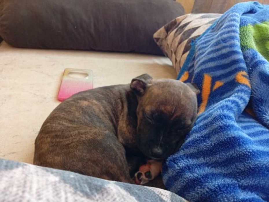 Питбул мъжки 2 месеца