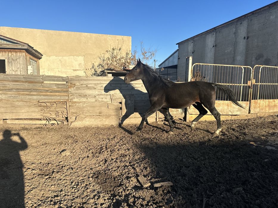 Продается жеребец на племя Американец