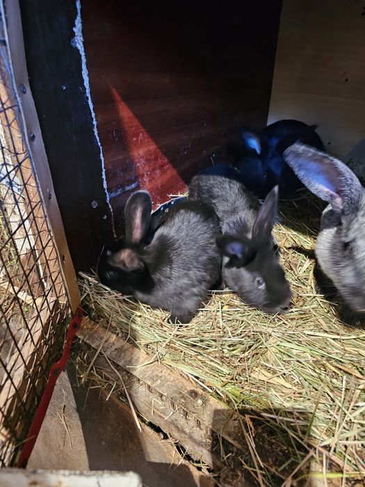 Срочно продам  семейку  кроликов породы полтавское  серебро!