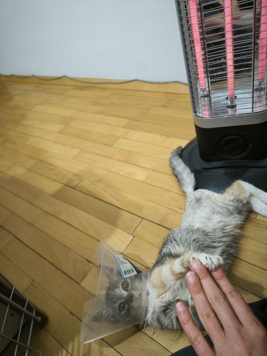 Трицветно женско коте търси дом