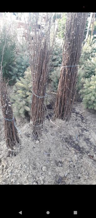 puieți de salcâm pentru împădurirea terenurilor degradate, agricole