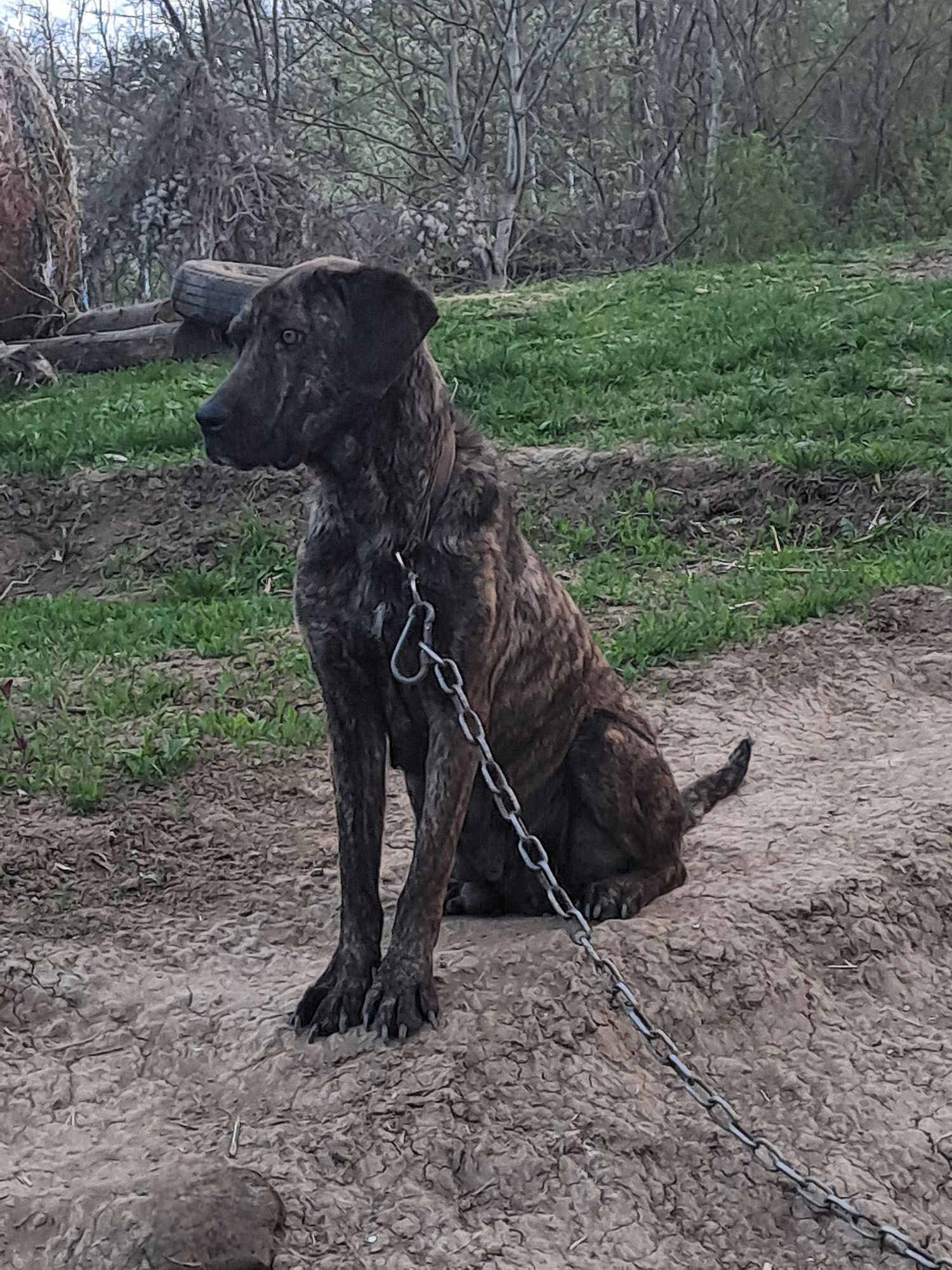 Donez căței,  mama in ultima poza