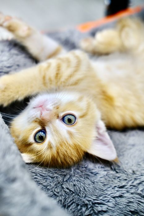 Котенок рыжий, 1,5 месяца