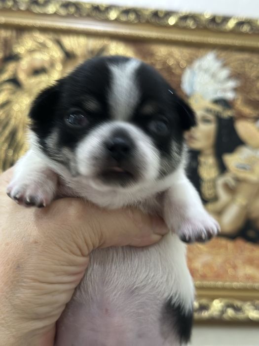 Шикарные чихуашки беби фейс