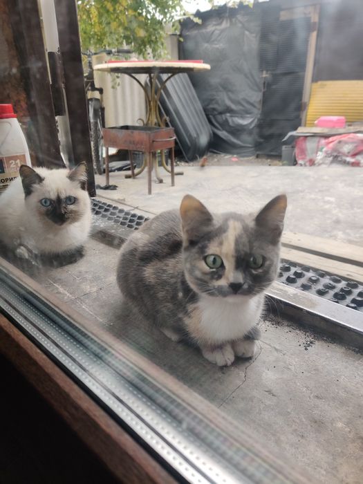Отдам котят даром