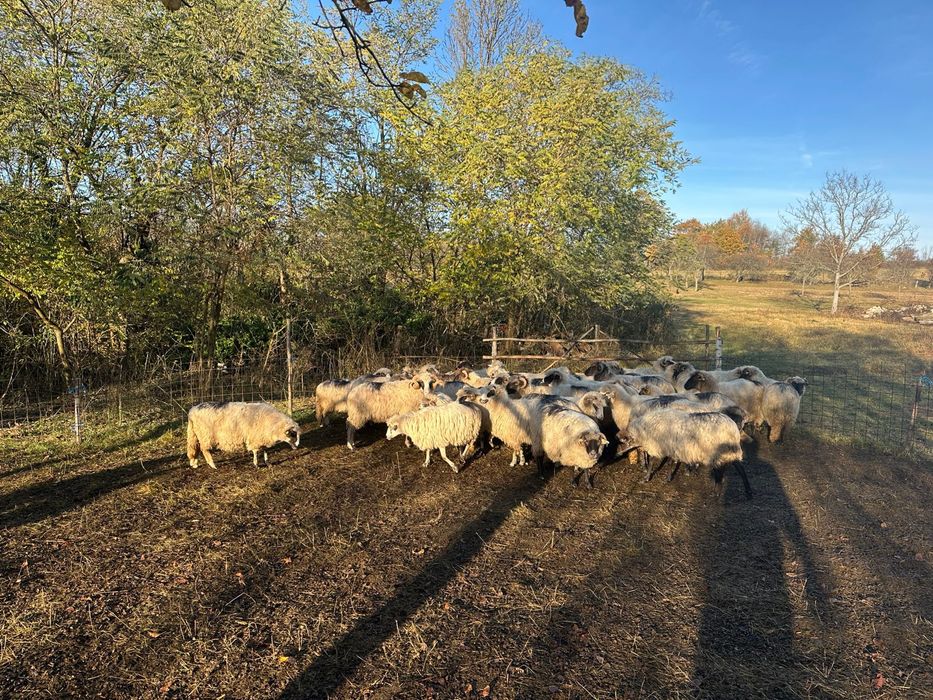 Oi de vanzare 650 lei bucata