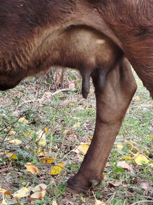 Продам дойную корову.