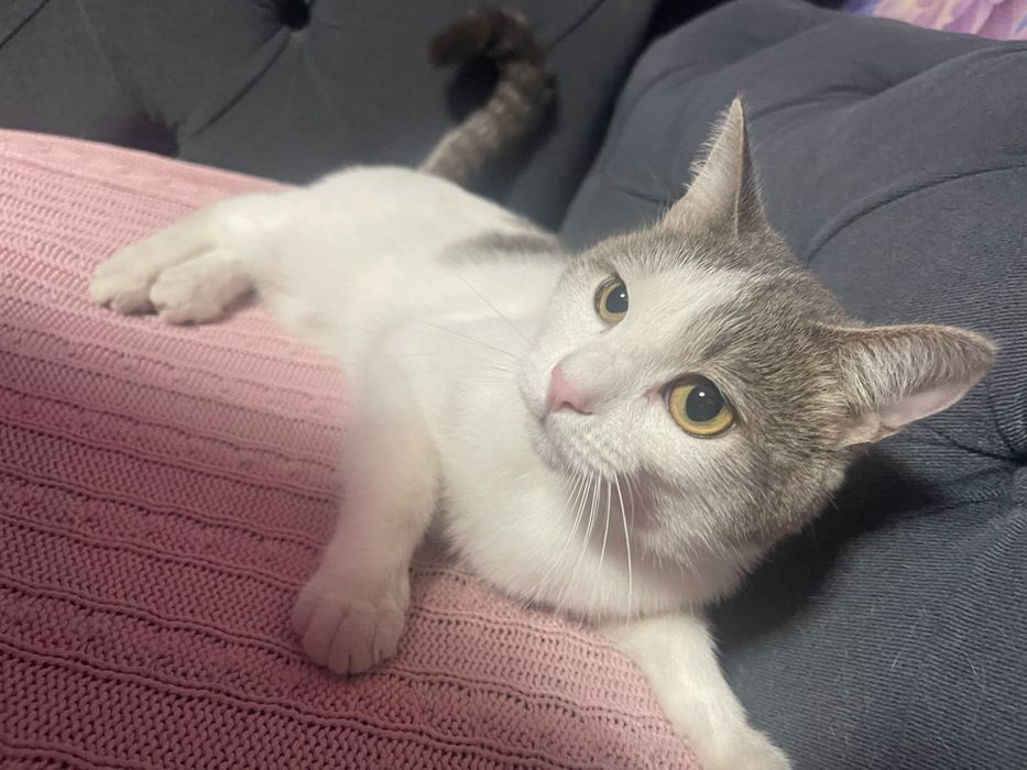 Одам в добрые руки котика 1 годик