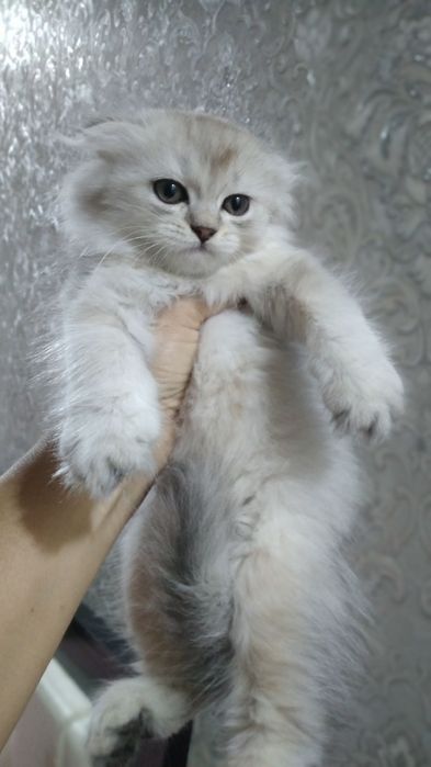 Серебристая шиншила хейланд