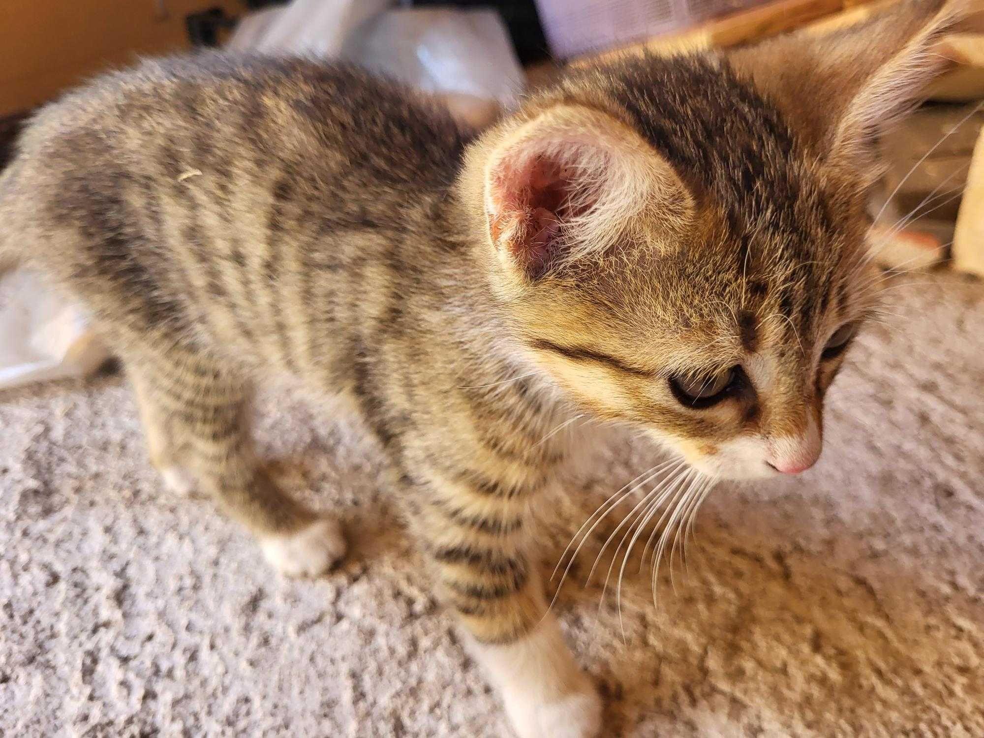 Подарявам коте, котка, котки, котета