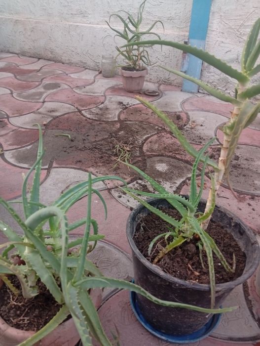 Продаю 3 летний алое