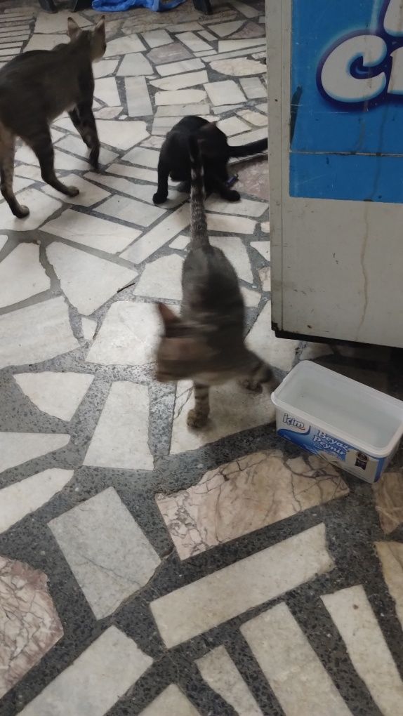 Подаряваме малки котки