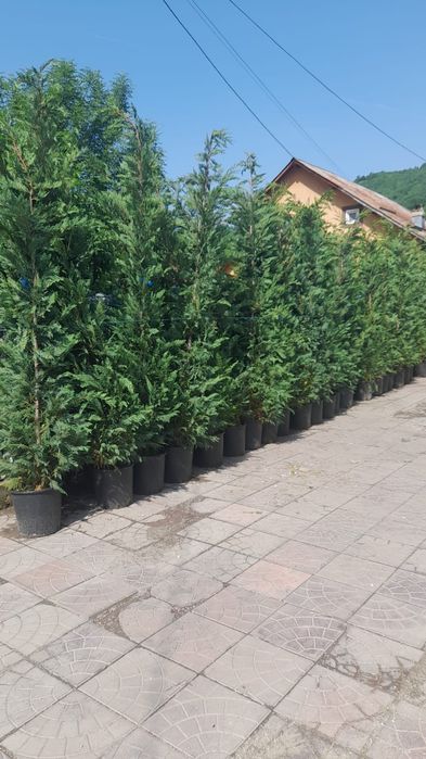 Leylandi gard viu veșnic verde