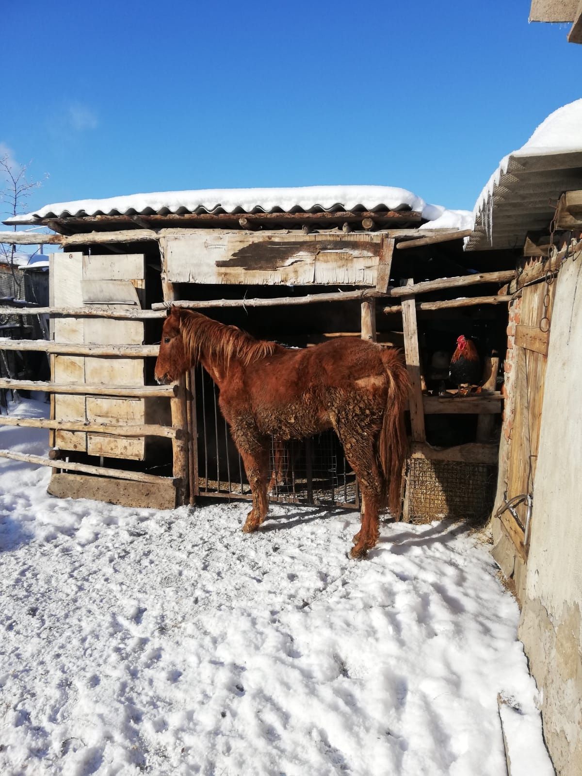 Продам Лошадь 450.000