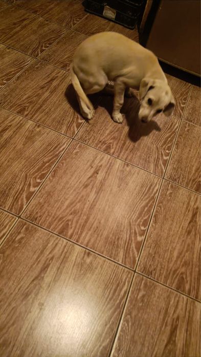 Срочно !!! Помогите !!!