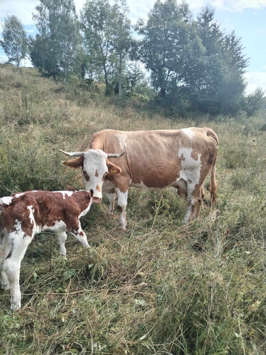 Vind vacă cu vitel