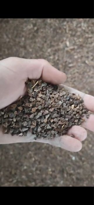 Продам гречиху фуражную