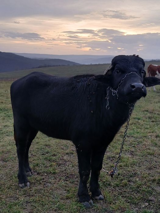 Taur de bivol de doi ani