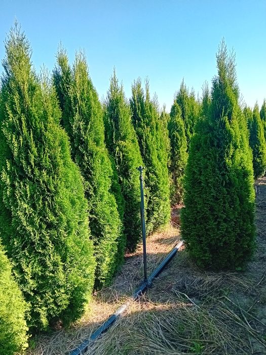 Vând tuia thuja smaragd diferite dimensiuni