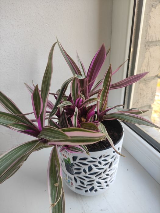 Традескансия красивое растение