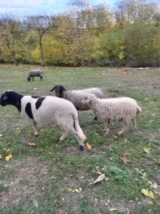 berbec  de prăsilă  rasa dorper
