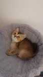 British shorthair chinchila cu pedigree