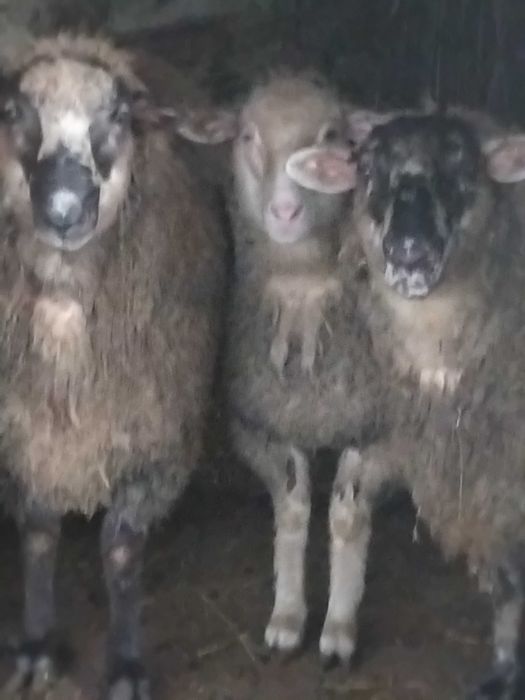 Berbecuti de vânzare