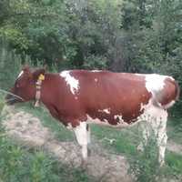 Vand  vaca RED HOLSTAIN la prima fatare
