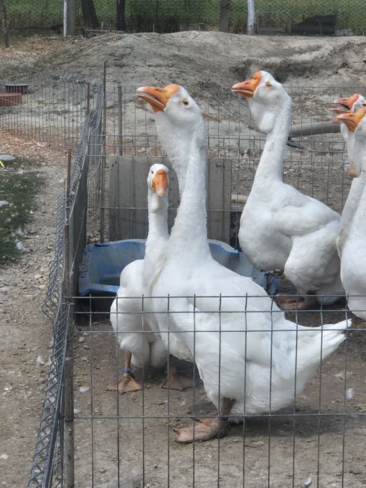 Gâște holmogor rasă pură