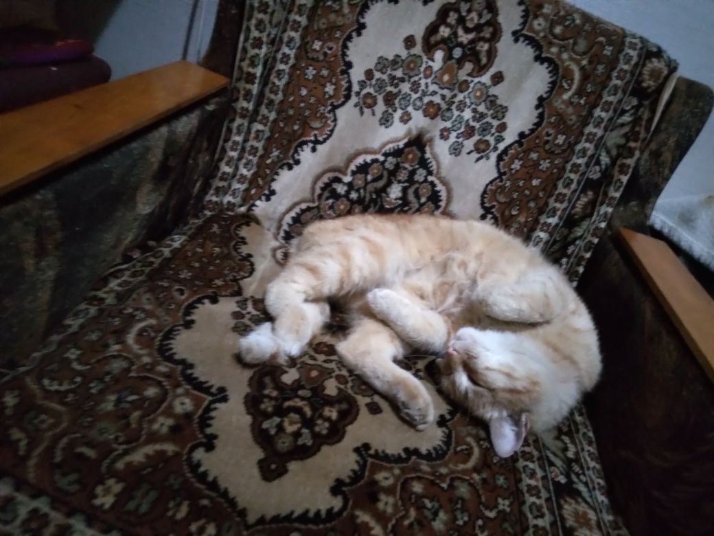 Рыжий и скромный котик ищет добрых и заботливых хозяев.