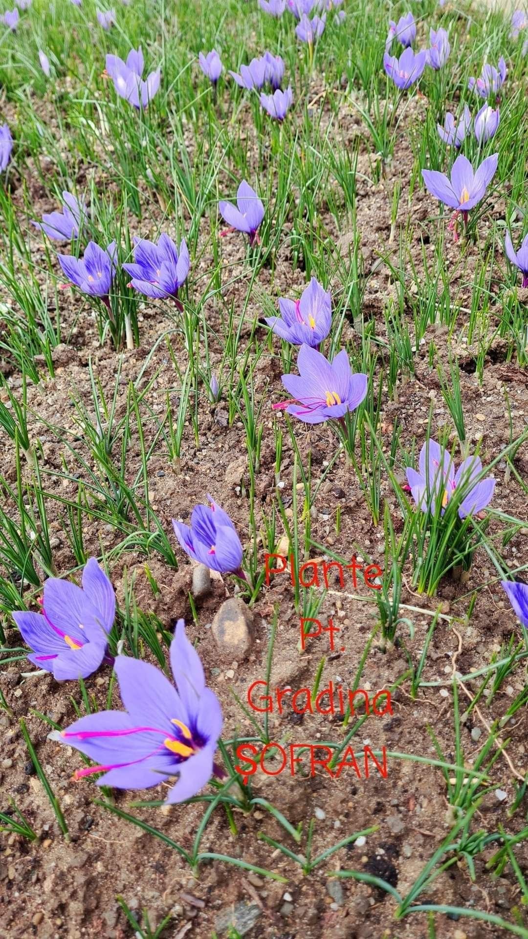 Fire Sofran Crocus Sativus