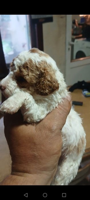 Мини пудел бебета търсят гриживни стопани