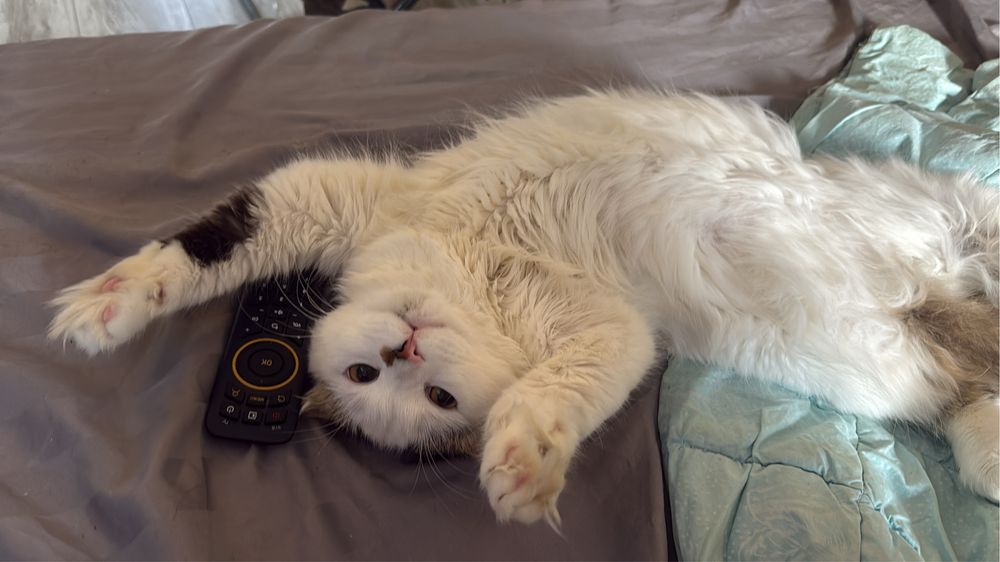 Отдам кота в добрые руки