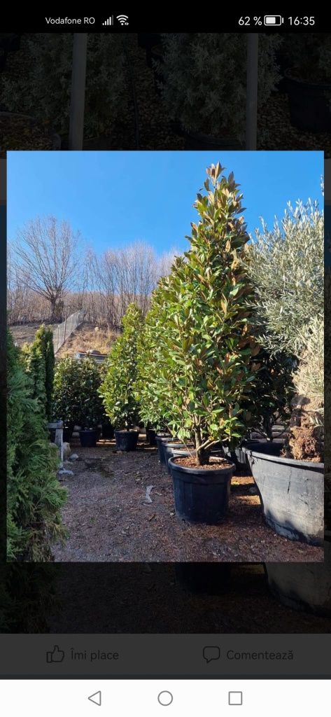 Plante decorative pt o gradina frumoasa