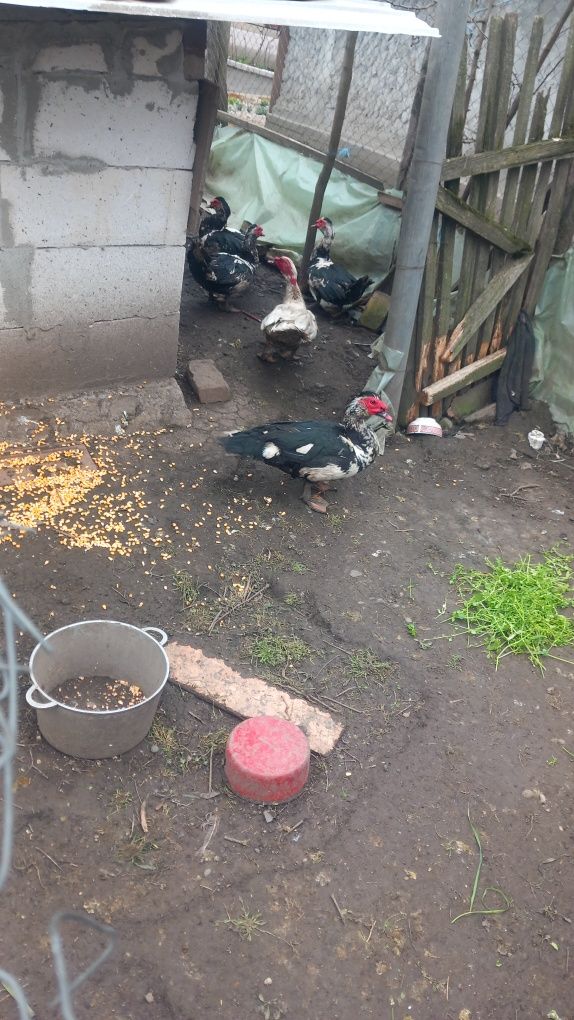 Vând rățoi lesești