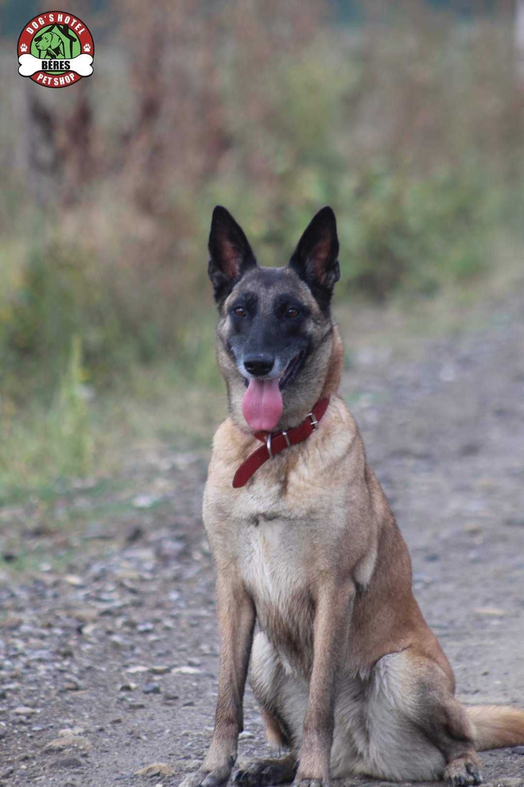 Pui Ciobanesc Belgian Malinois