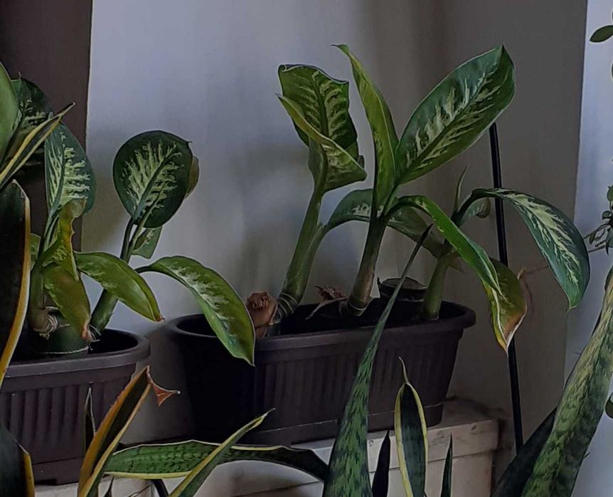 plante verzi diffenbachia