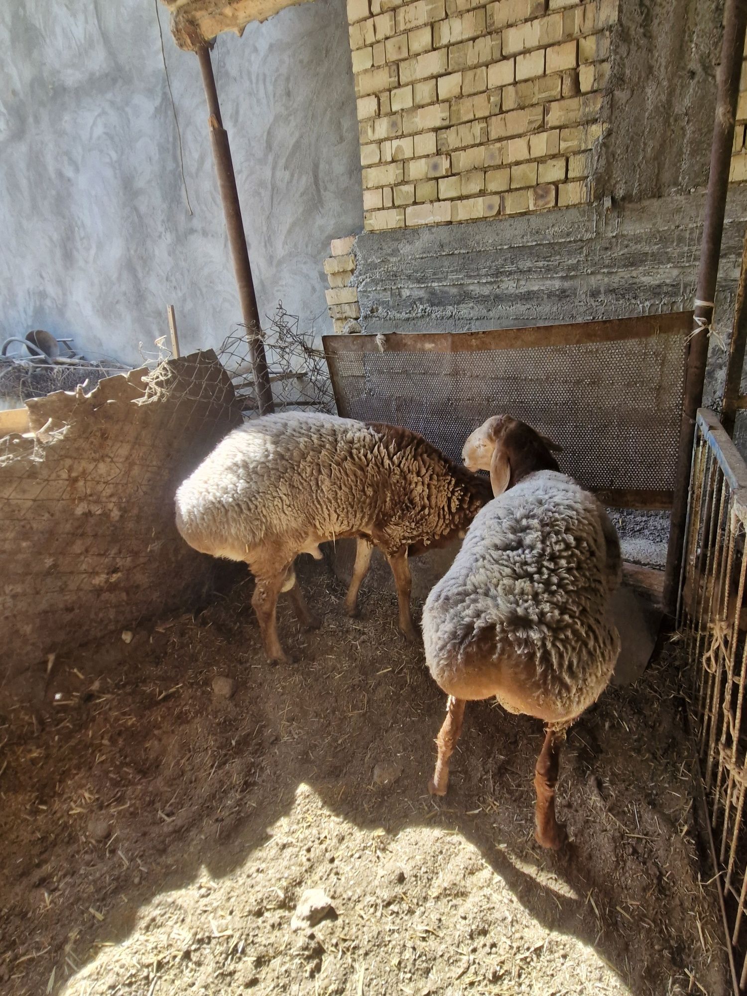 Arashan qoylari sotiladi
