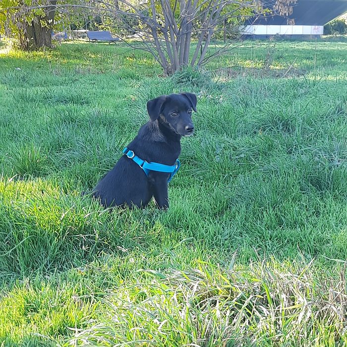 Cateluș spre adopție