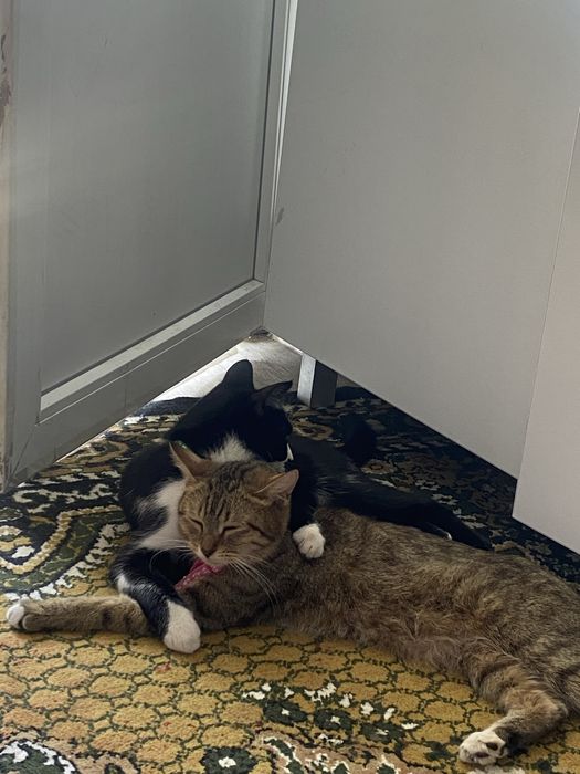 отдам котят даром