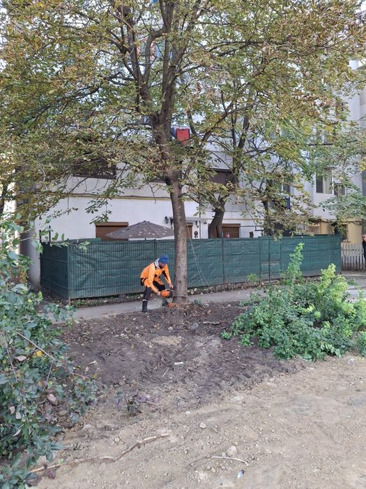 Tăieri Arbori/Toaletare/Fasonare/Alpinism Utilitar/Defrișări/Rapid.