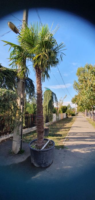 Palmier calitate premium